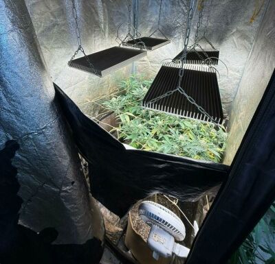 Imagem da notícia Polícia Civil descobre laboratório de maconha durante apuração de violência doméstica em Chapadão do Sul